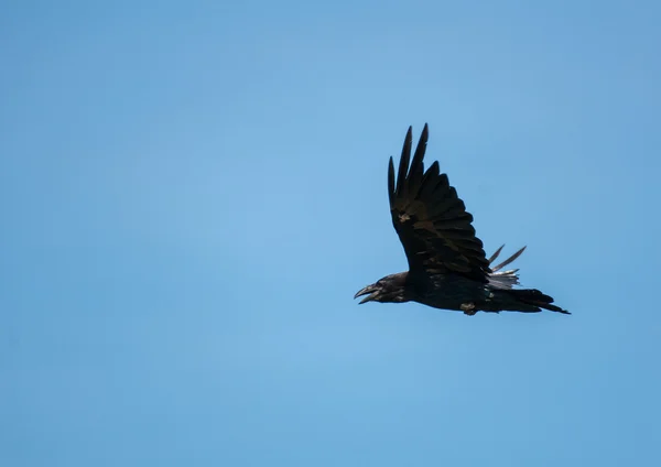 Corvus corax — Stock fotografie