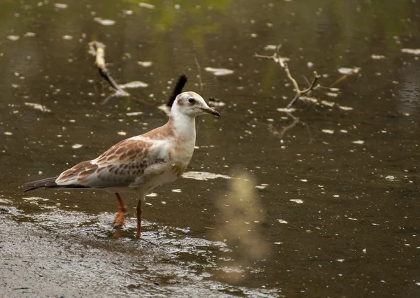 Chroicocephalus ridibundus — 图库照片