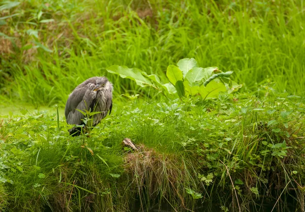 Ardea cinerea —  Fotos de Stock