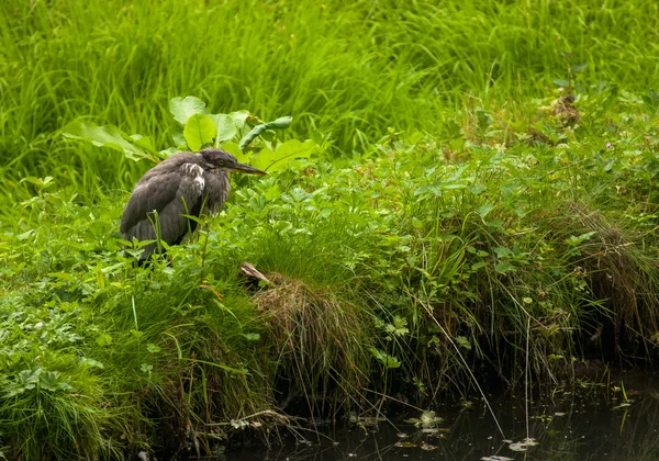 Ardea cinerea — Zdjęcie stockowe