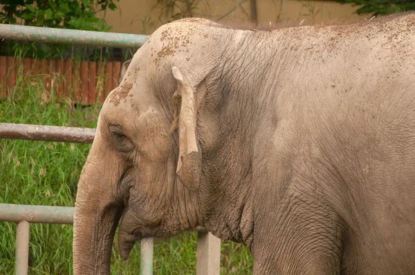 Elefant — Stockfoto