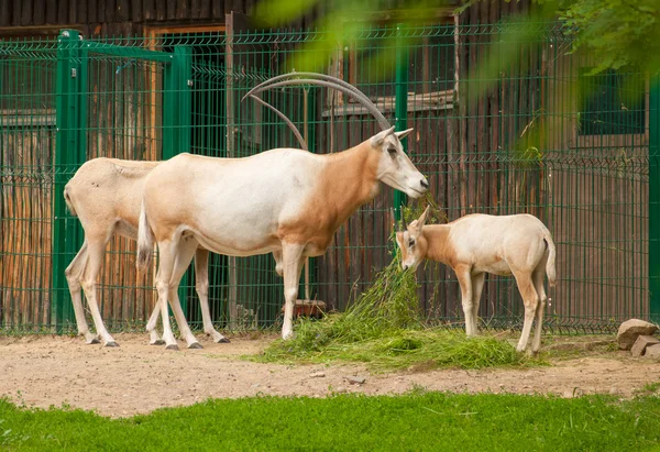 Oryx dammah — Fotografia de Stock