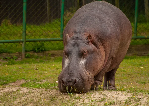 Hipopótamo anfíbio — Fotografia de Stock