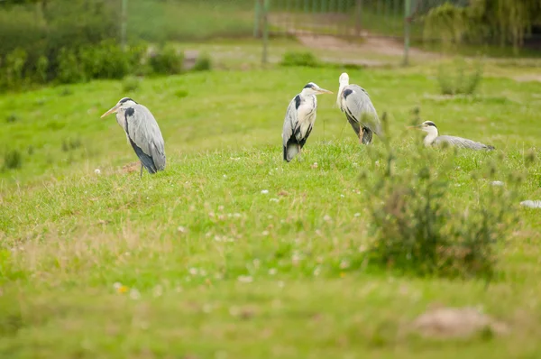 Ardea cinerea — Fotografia de Stock