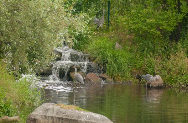 Ardea cinerea — Stock Photo, Image