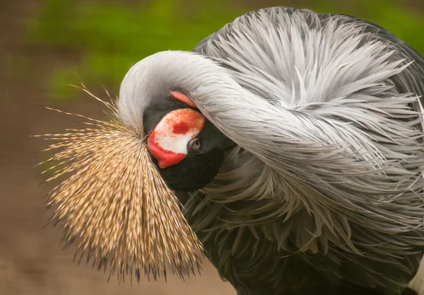 Crane bird — Stock Photo, Image