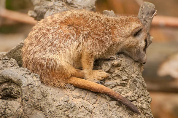 Suricata suricatta — Foto Stock