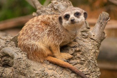 suricata suricatta