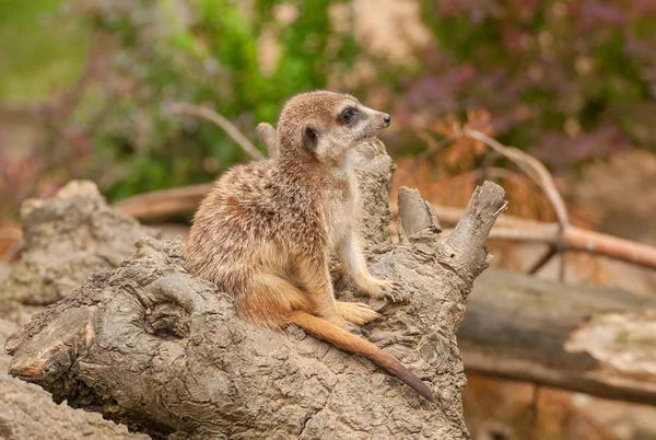 Suricata suricatta — Fotografia de Stock