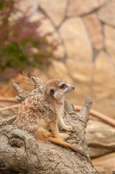 Suricata suricatta — Foto Stock