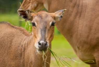 Boselaphus tragocamelus