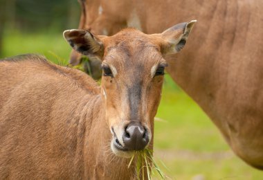 Boselaphus tragocamelus