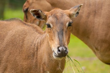 Boselaphus tragocamelus