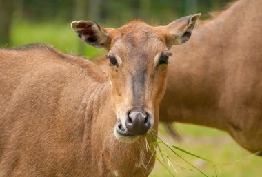 Boselaphus tragocamelus