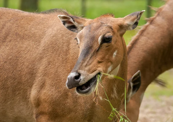 Boselaphus tragocamelus — 图库照片