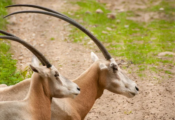 Oryx dammah — Fotografia de Stock