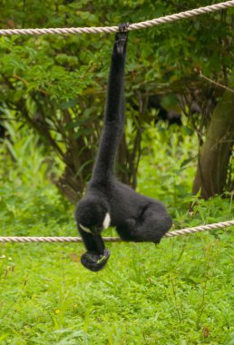 Gibbon