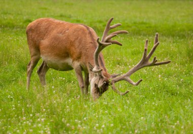 Cervus elaphus