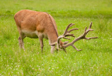 Cervus elaphus