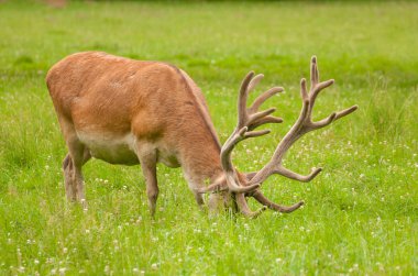 Cervus elaphus