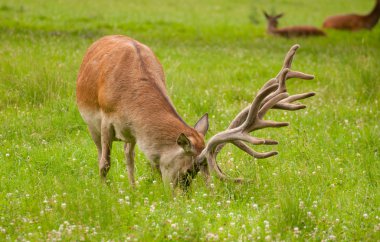 Cervus elaphus
