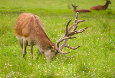 Cervus elaphus