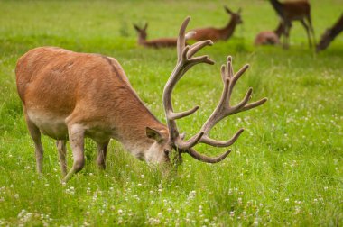Cervus elaphus