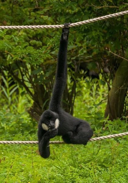 긴 팔 원숭이 — 스톡 사진