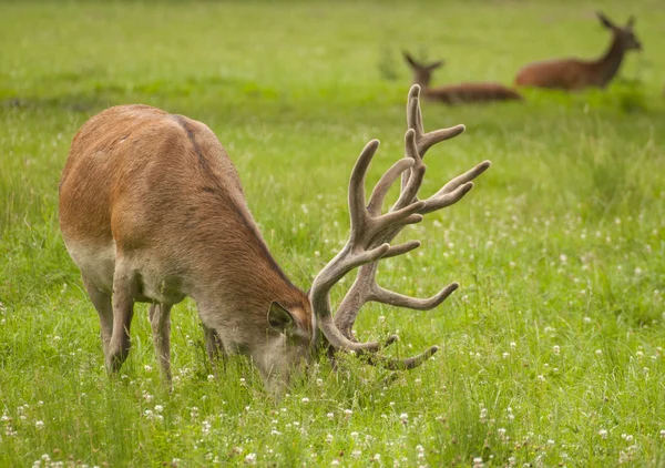 Cervus elaphus — Stockfoto