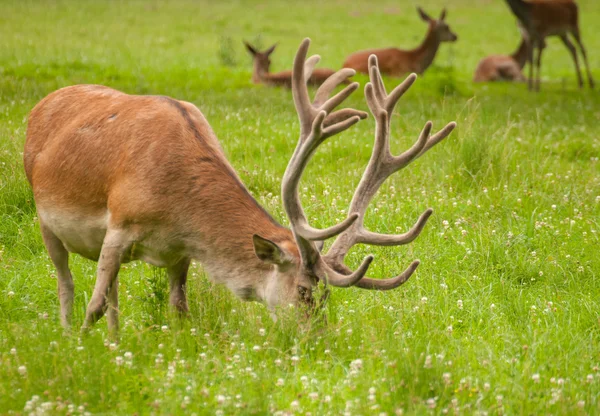 Cervus elaphus — Stok fotoğraf