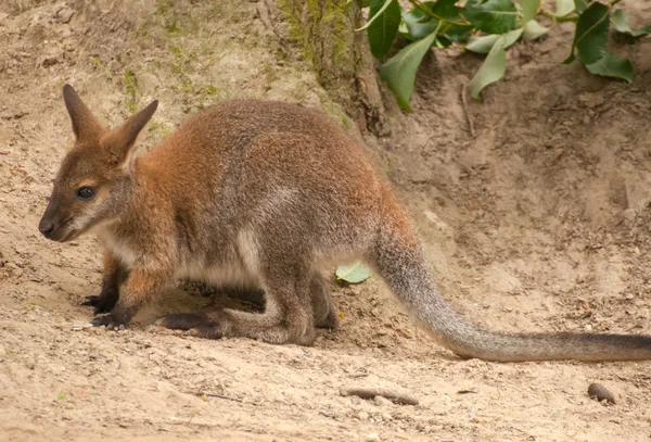 Macropus rufogriseus syn. Protemnodon rufogrisea — Zdjęcie stockowe