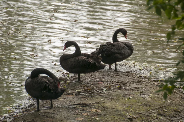 Cygnus atratus — Stockfoto