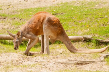 kanguru