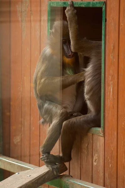 Mandrillus Sfinga — Stock fotografie