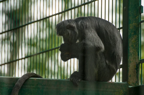 Macaco. — Fotografia de Stock