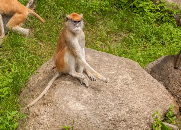 Macaco. — Fotografia de Stock