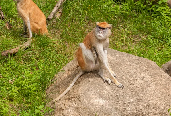 Macaco. — Fotografia de Stock