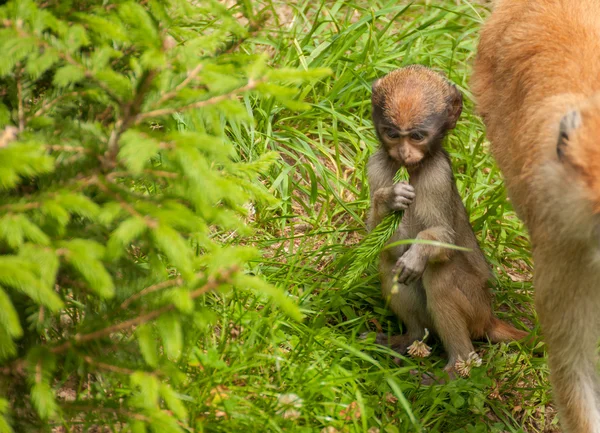 Macaco. — Fotografia de Stock