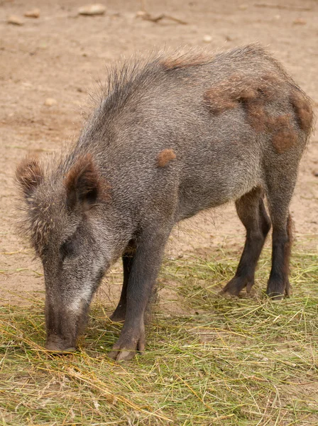 Sus scrofa — стоковое фото