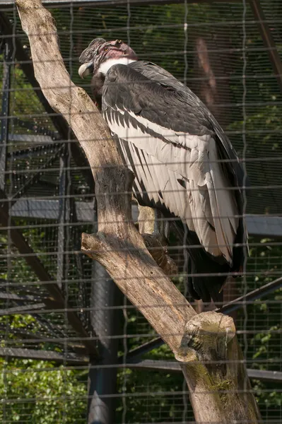 Vultur gryphus — Stock fotografie