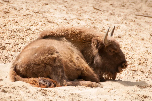 Bison bonasus — Stock Photo, Image