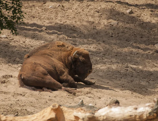 Bison bonasus — Zdjęcie stockowe