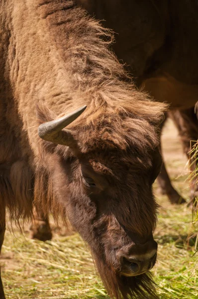 Bison bonasus — стоковое фото
