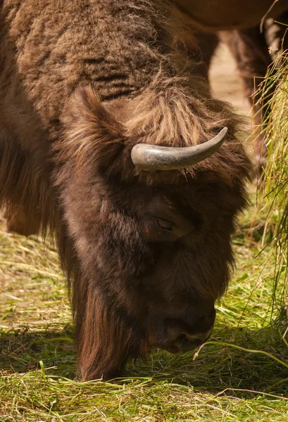 Bison bonasus — Stockfoto