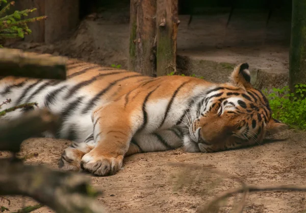 Panthera tigris — Zdjęcie stockowe