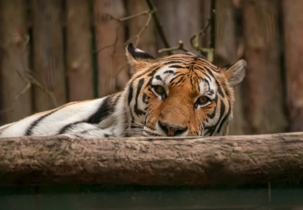 Panthera tigris — Zdjęcie stockowe