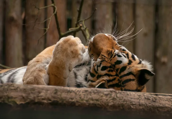 Panthera tigris — Zdjęcie stockowe