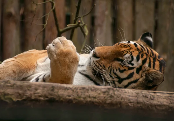 Panthera tigris — Foto Stock