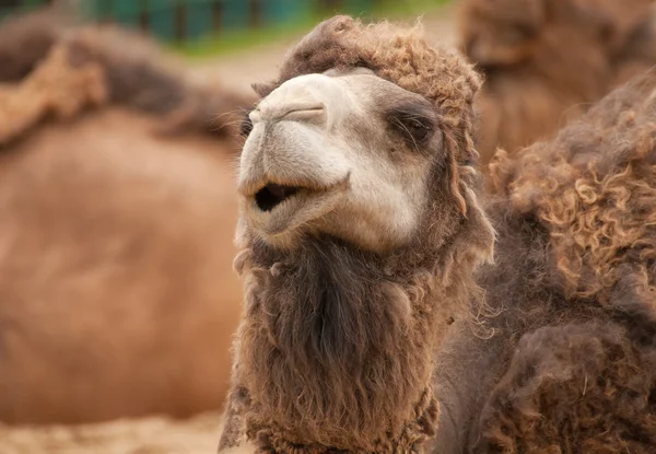 Camelus — Stock Photo, Image