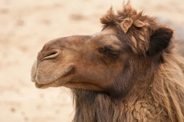 Camelus — Stock Photo, Image